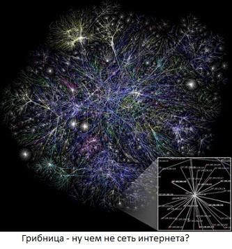 Коллективный разум - грибы